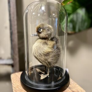 Glazen stolp met eendenkuiken
