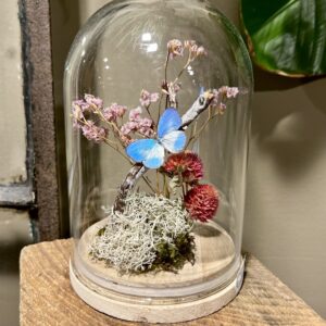 Glazen stolp met blauwe vlinder