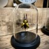 Glazen stolp met opgezette kever - Thumbnail Image 1