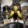 Glazen stolp met opgezette kever - Thumbnail Image 3